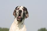 DOGUE ALLEMAND 568